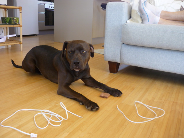 Privacy watchdog goes a bite too far: no internet at all